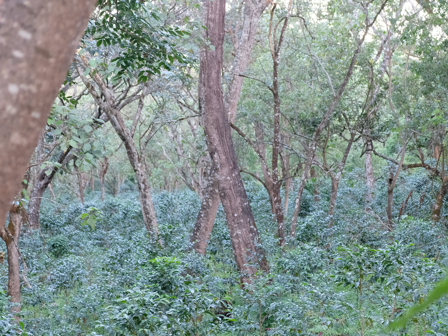 ETHIOPIA Shakiso DeCaf