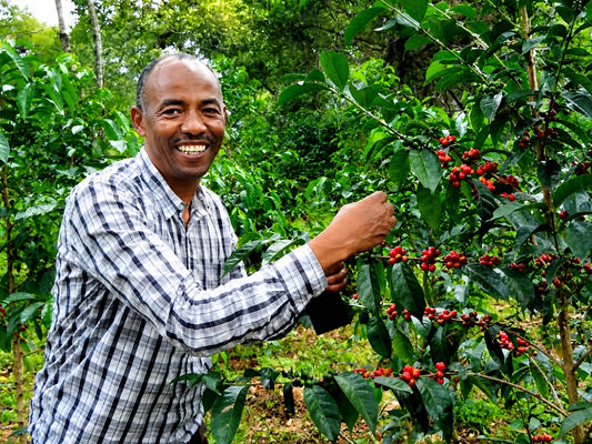 ETHIOPIA Shakiso　DeCaf