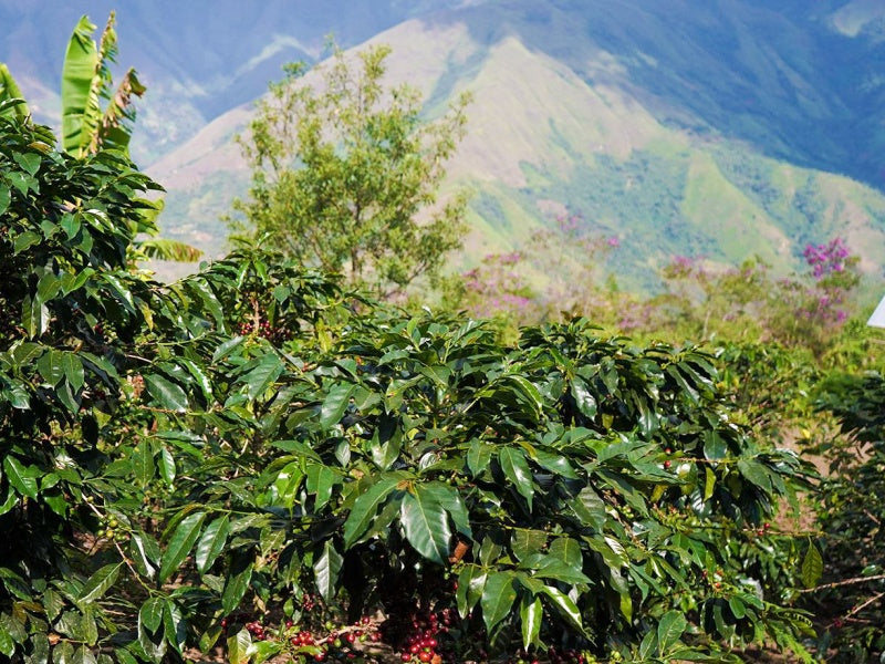 ANDES BLUE