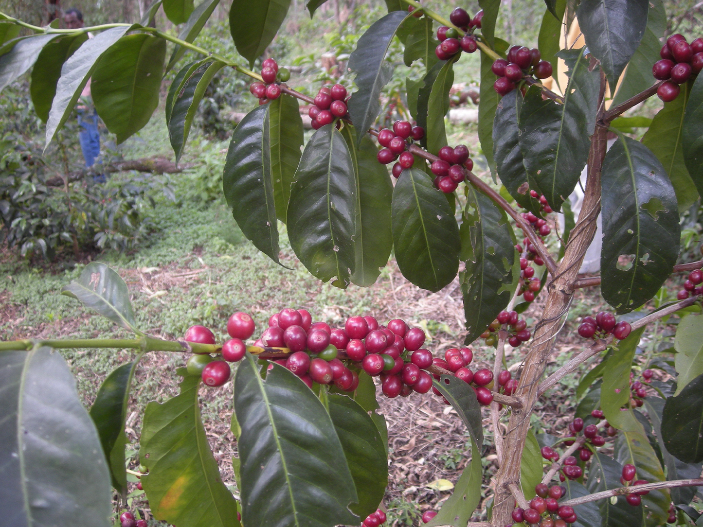 ETHIOPIA Shakiso　DeCaf