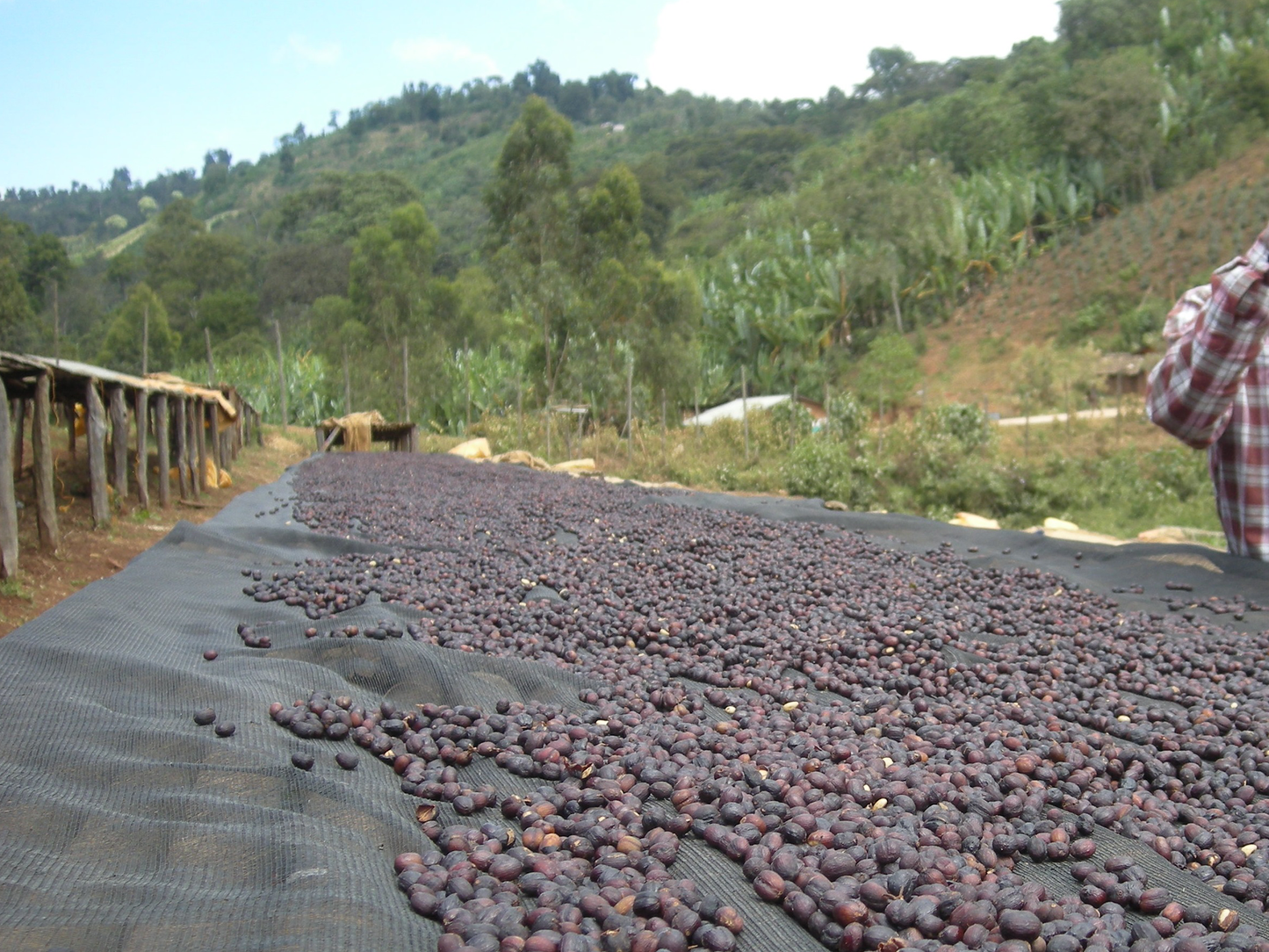 ETHIOPIA Shakiso　DeCaf