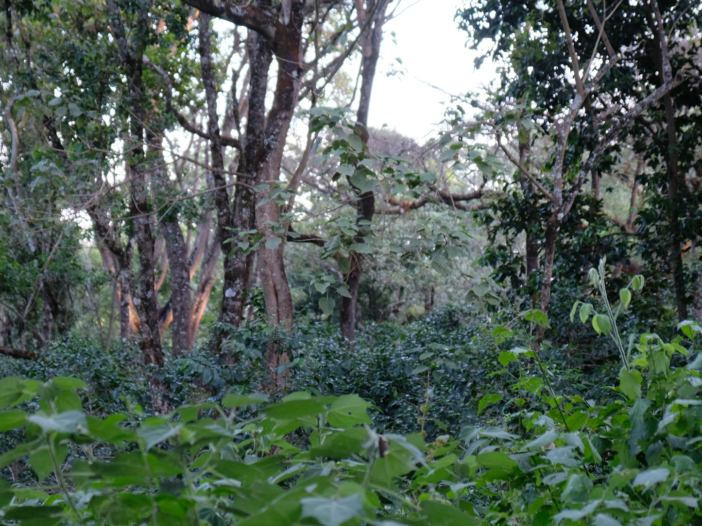 ETHIOPIA Shakiso　DeCaf