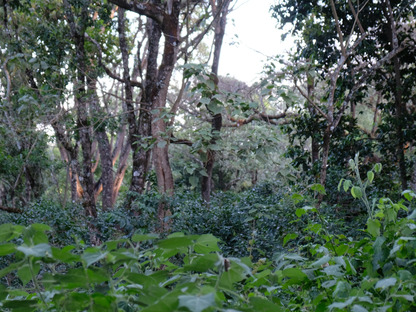 ETHIOPIA Shakiso　DeCaf